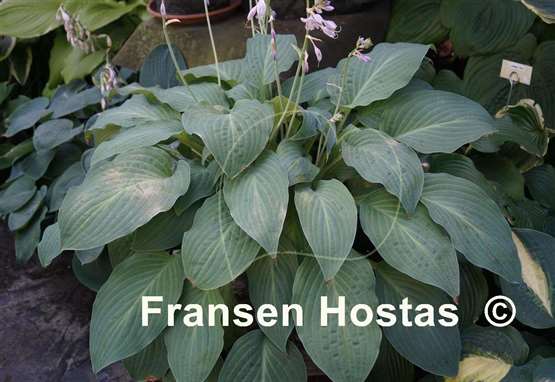 Hosta Zita